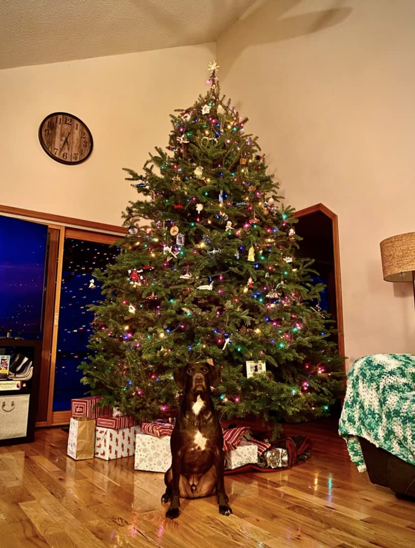 Rocky Mountain Goods Christmas Tree Stand for Live Tree with Water - Up to 8 Foot Tree - 5 Secure Eye Bolts - Steel Spike for Stability - Easy Watering for 2 Gallons - Install Real Tree in Minutes Rocky Mountain Goods