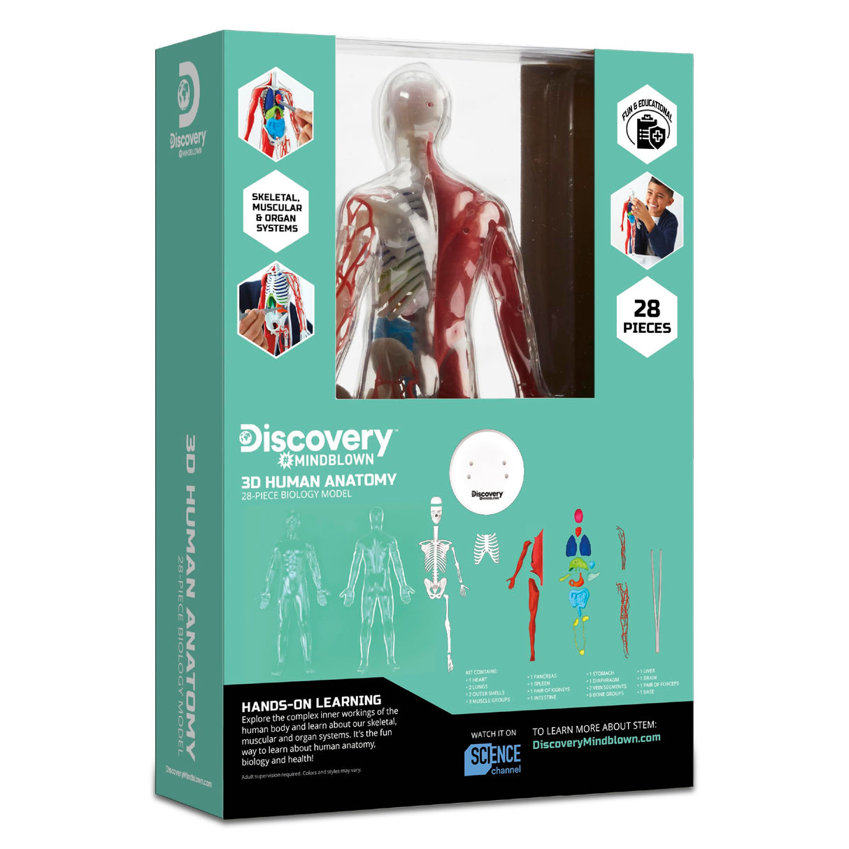Discovery™ 3D Human Anatomy 28-Piece Biology Model with Glow-in-The-Dark Human Model, Hands on Learning, Age 8+ Discovery Kids