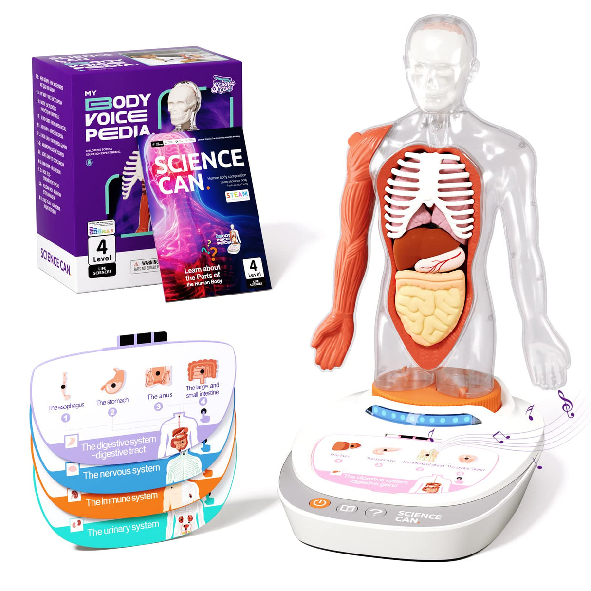 Science Can Human Body Model for Kids, Interactive Human Anatomy Talking Model - 11 Inch Realistic Anatomical Assembly Kit 15PCS Removable Parts and Guide STEM Educational Toys for Kids Aged 6+ Gifts Science Can
