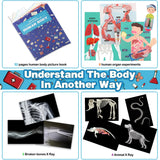Human Body Activities & Experiments Science Kit for Kids,Human Anatomy Body Parts with Broken Bones X Ray,Lung Breathing Model, Vessels, Digestive System,Muscles Model,Skeleton,Human Organ STEM 5+ VMNlooking