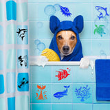 DZXCYZ 80 Pcs 3 x 3 Inch Stencils for Painting on Wood, Reusable Sea Ocean Creatures Mermaid Dolphin Shark Plastic Stencils DIY Craft Paint Template Set for Wall Home Decor DZXCYZ