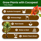 Bonsai Tree Kit – 5Pack Complete Indoor Starter Kit with 5 Unique Japanese Bonsai Trees, Tools & Planters – Perfect Gardening Gift for Women, Men, Plant Lovers – Great for Easter, Father’s Day PLANTMEW