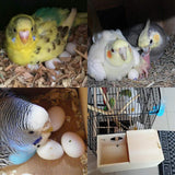 YJJKJ Wood Parakeet Nest Box Pet Bird House Parrot Breeding Mating Box Bird Cage Box for Lovebirds Cockatiel Parrotlets Budgerigar Parakeet (L) YJJKJ