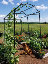 Gardener’s Supply Company Extra Tall Garden Arch Arbor | 80 Inch Tall Titan Squash Tunnel | Lightweight Metal, Trellis Plant Stand for Climbing Vines | Outdoor Lawn Tower & Support Structure Gardener's Supply Company
