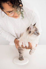 Pearhead Pawprints Collar Frame, Pet Keepsake Photo Frame, Clay Pawprint and Collar Frame, Pet Memorial Picture Frame Pearhead