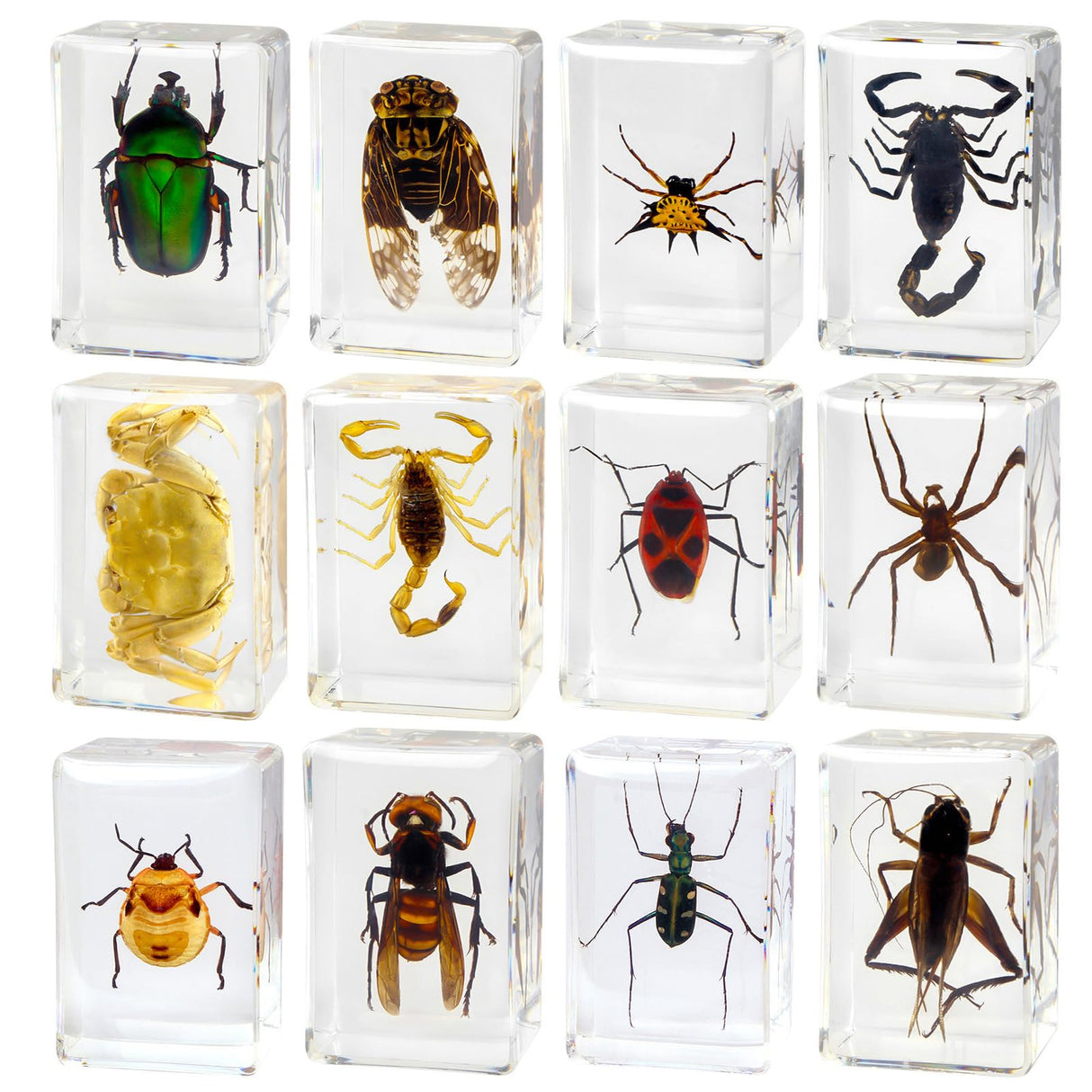 12 Pcs Insect Resin Specimen, Real Bugs Kit for Kids Science Toy Biology Education Insect Collection Resin Specimen Gift Home Decoration TINGLAN