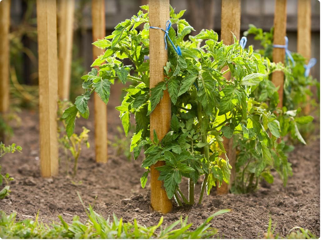 Greenes Fence 3 Ft. Wooden Garden and Sign Post Stakes (100-Pack) Greenes Fence