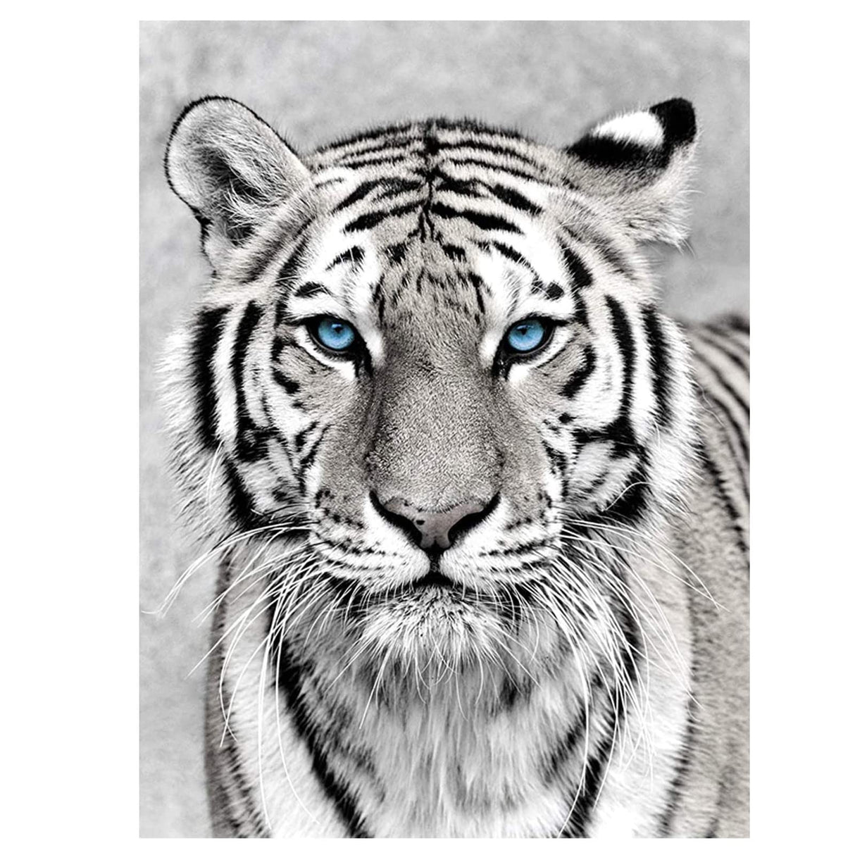 NAIMOER Tiger Diamond Art Kits for Adults,5D Diamond Art Tiger Kits DIY Full Drill Animals Diamond Art Kits for Home Wall Decoration Gifts (30X40cm) NAIMOER