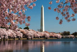 Cherry Blossoms DBL PZL 500pc Double-Sided Jigsaw Puzzle DBL PZL