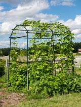 Gardener’s Supply Company Extra Tall Garden Arch Arbor | 80 Inch Tall Titan Squash Tunnel | Lightweight Metal, Trellis Plant Stand for Climbing Vines | Outdoor Lawn Tower & Support Structure Gardener's Supply Company