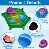 2 Set Magnetic Animal and Plant Cell Model Clearly Magnets Anatomy Models Educational Science Kits Back to School Biology Classroom Decor for Lab Decorations Teacher Must Haves Learning Teaching Aid Lonfliness