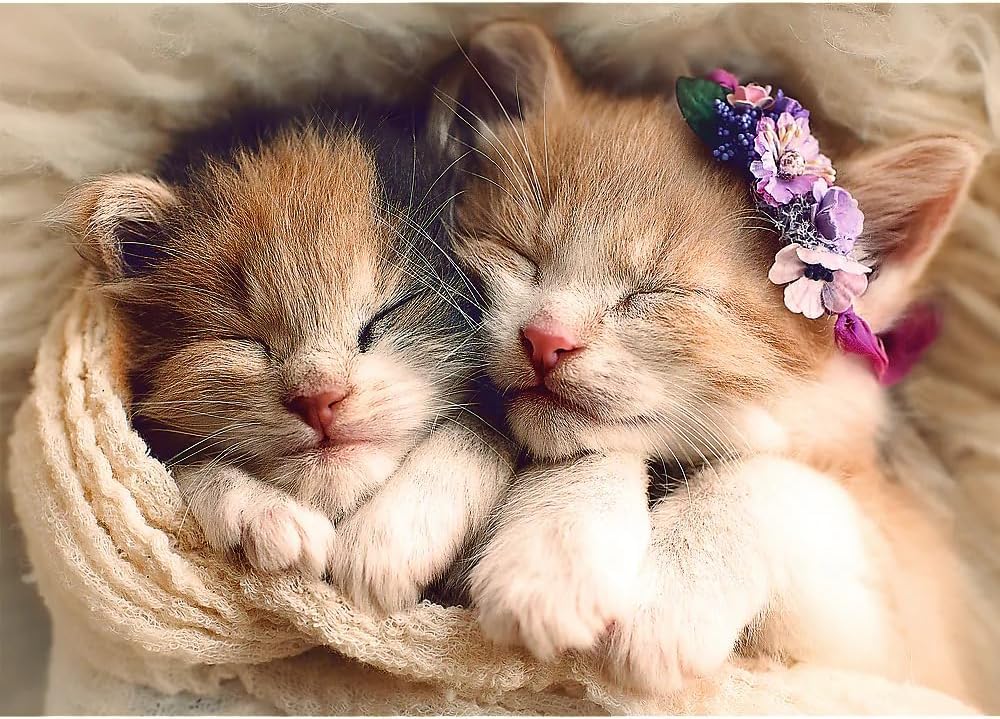 Trefl Sleeping Kittens 500 Piece Jigsaw Puzzle Red 19"x13" Print, DIY Puzzle, Creative Fun, Classic Puzzle for Adults and Children from 10 Years Old Trefl