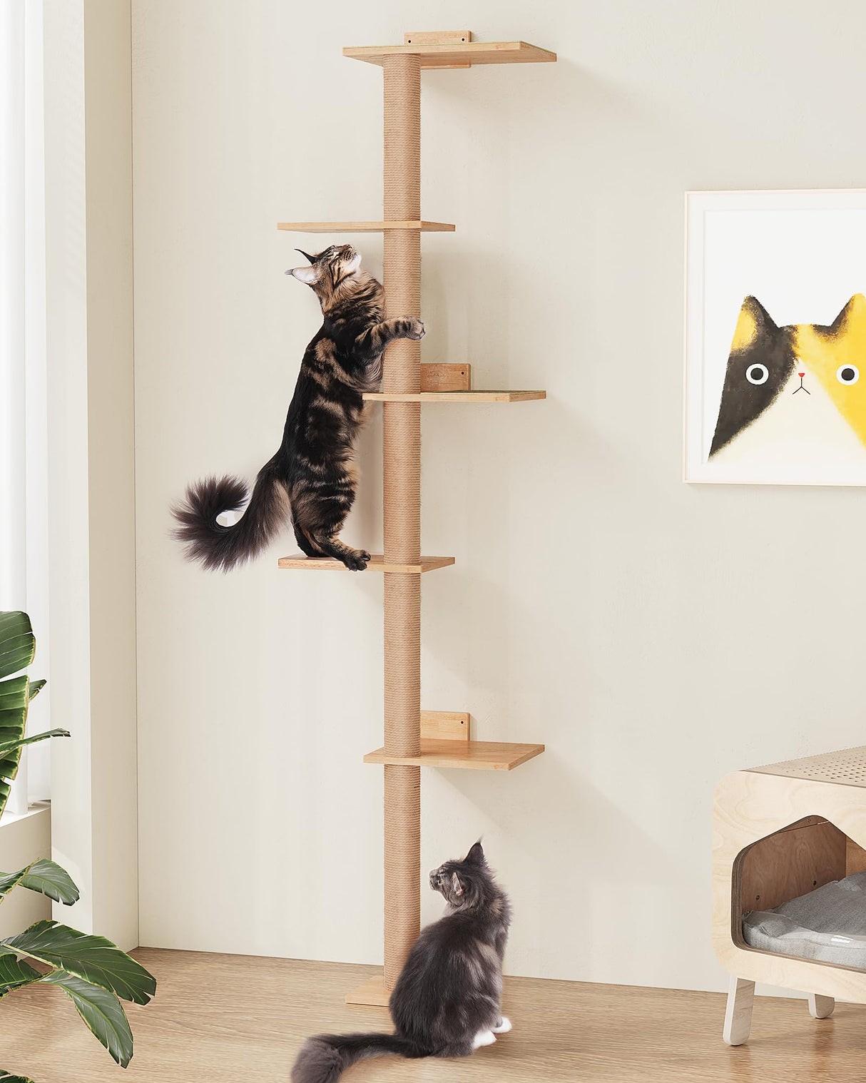 Aechonow 80.3inch Floor to Ceiling Cat Tower on Wall with 5 Mats, Tall Cat Tree for Large Adult Cats, Jute Scratch Post, Large Wooden Perch Stairs Wall Shelves Aechonow