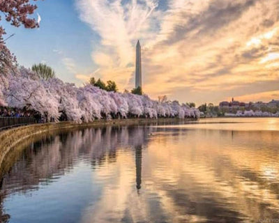 QACEYID Washington dc USA in Spring Water City Stock Pictures Royalty Free Paint by Numbers Kits for Adults DIY Wall Art Picture Canvas Oil Painting Set Digital Paintworks for Beginners 16x20 inch