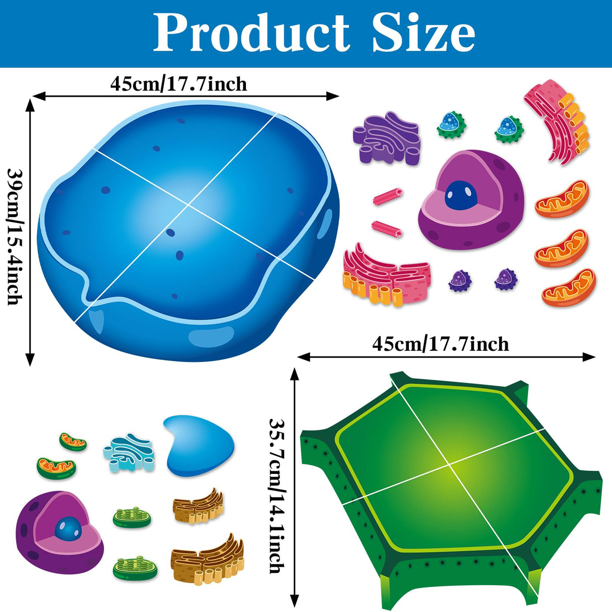 2 Set Magnetic Animal and Plant Cell Model Clearly Magnets Anatomy Models Educational Science Kits Back to School Biology Classroom Decor for Lab Decorations Teacher Must Haves Learning Teaching Aid Lonfliness