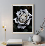 BYGFHLYW Diamond Painting Kits for Adults, White Rose Flower Diamond Art Kits for Adults Beginner, 5D DIY Full Drill Diamond Dot Gem Art Home Wall Decor 12x16inch BYGFHLYW