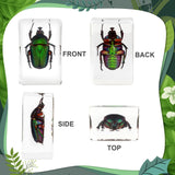 12 Pcs Insect Resin Specimen, Real Bugs Kit for Kids Science Toy Biology Education Insect Collection Resin Specimen Gift Home Decoration TINGLAN