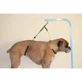 Downtown Pet Supply No Sit Haunch Holder for Dog Grooming Arm and Pet Grooming Table - Dog Grooming Supplies - Stainless Steel Hardware, Rust & Chew Resistant - 19 & 21in - Small/Medium (Haunch Only) Downtown Pet Supply