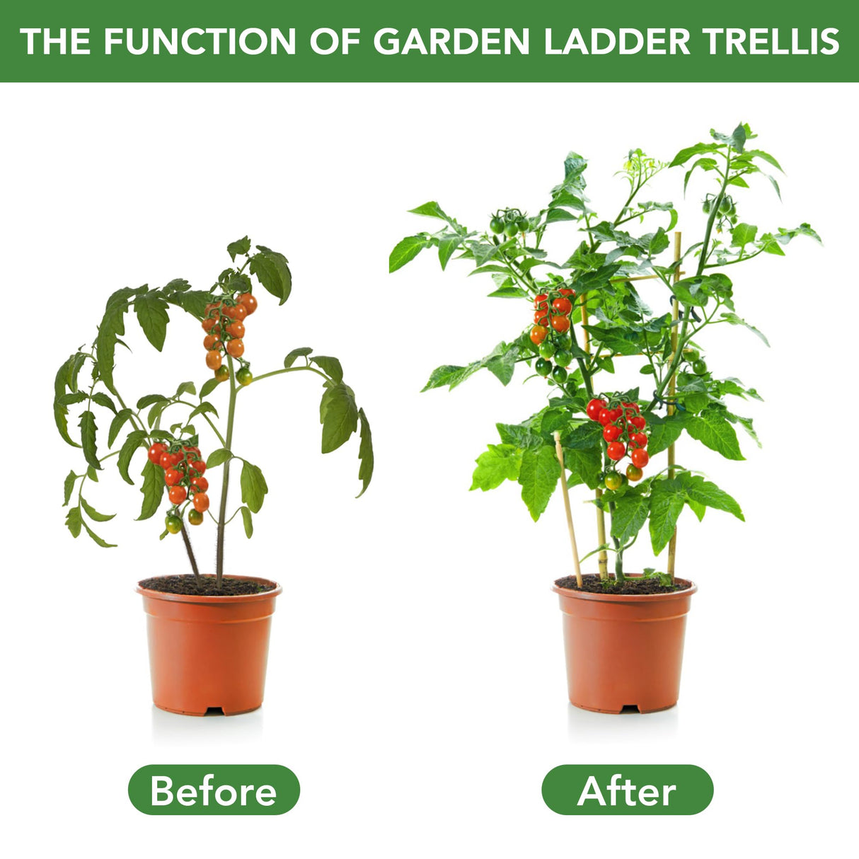 SWANGSA 6 Pack Bamboo Trellis 24 Inches for Climbing Plants, Fan-Shaped Bamboo Plant Trellis Cucumber Tomato Trellis with 50pcs Twist Ties for Outdoor and Indoor Potted Plants SWANGSA