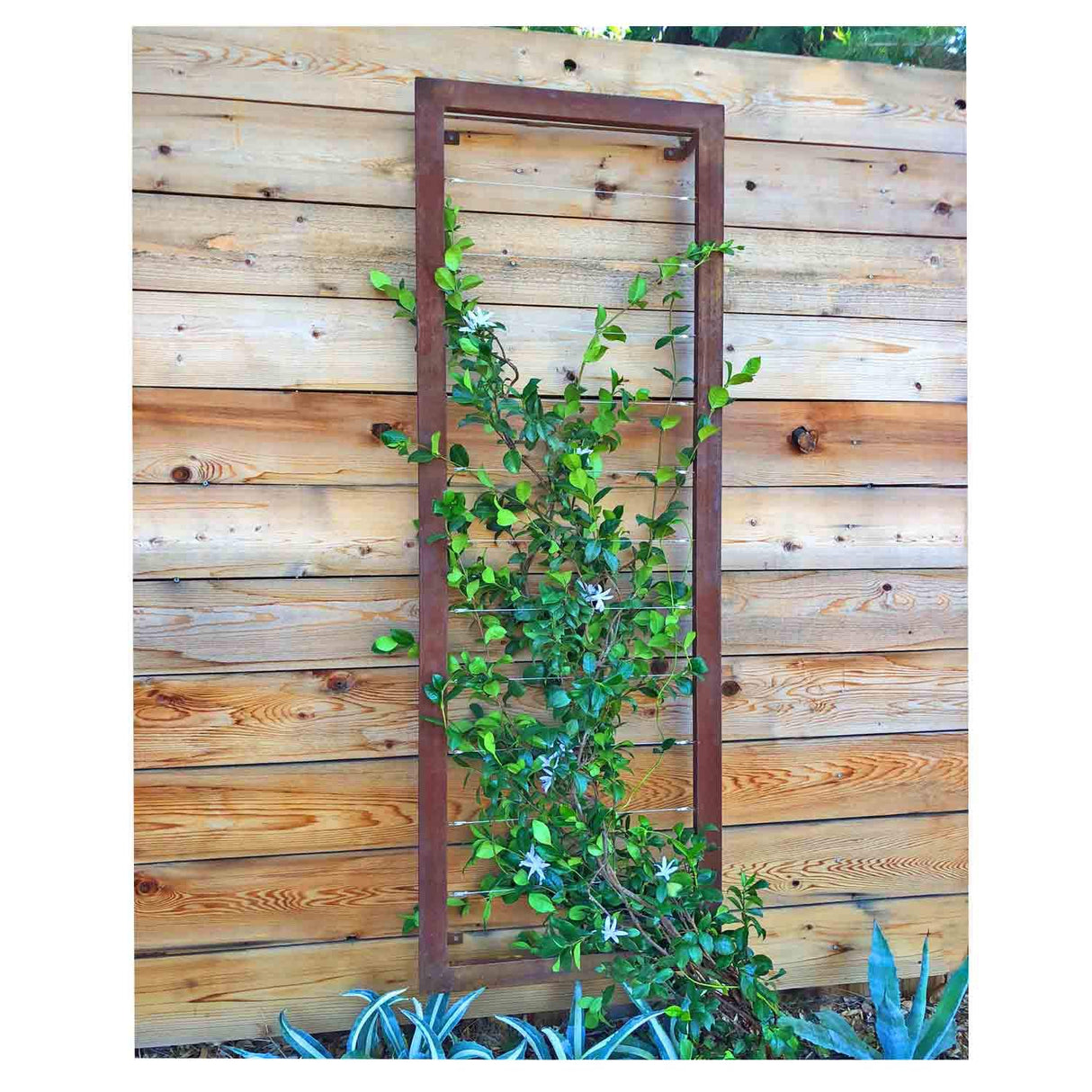 TERRA TRELLIS Ina Modern Wall Trellis for Outdoor Plants | Garden and Home Climbing Vines Wall Trellis | Modern, Steel & Durable | Large (Oxide) Terra Trellis