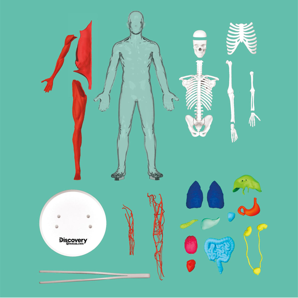 Discovery™ 3D Human Anatomy 28-Piece Biology Model with Glow-in-The-Dark Human Model, Hands on Learning, Age 8+ Discovery Kids