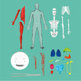 Discovery™ 3D Human Anatomy 28-Piece Biology Model with Glow-in-The-Dark Human Model, Hands on Learning, Age 8+ Discovery Kids