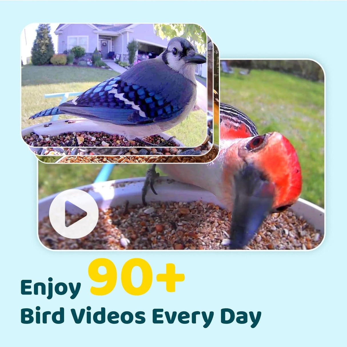 NETVUE by Birdfy Smart Feeder with Camera Solar Power, Smart Birdwatching Camera, Auto Capture Videos & Notify, Ideal Gift for Family NETVUE