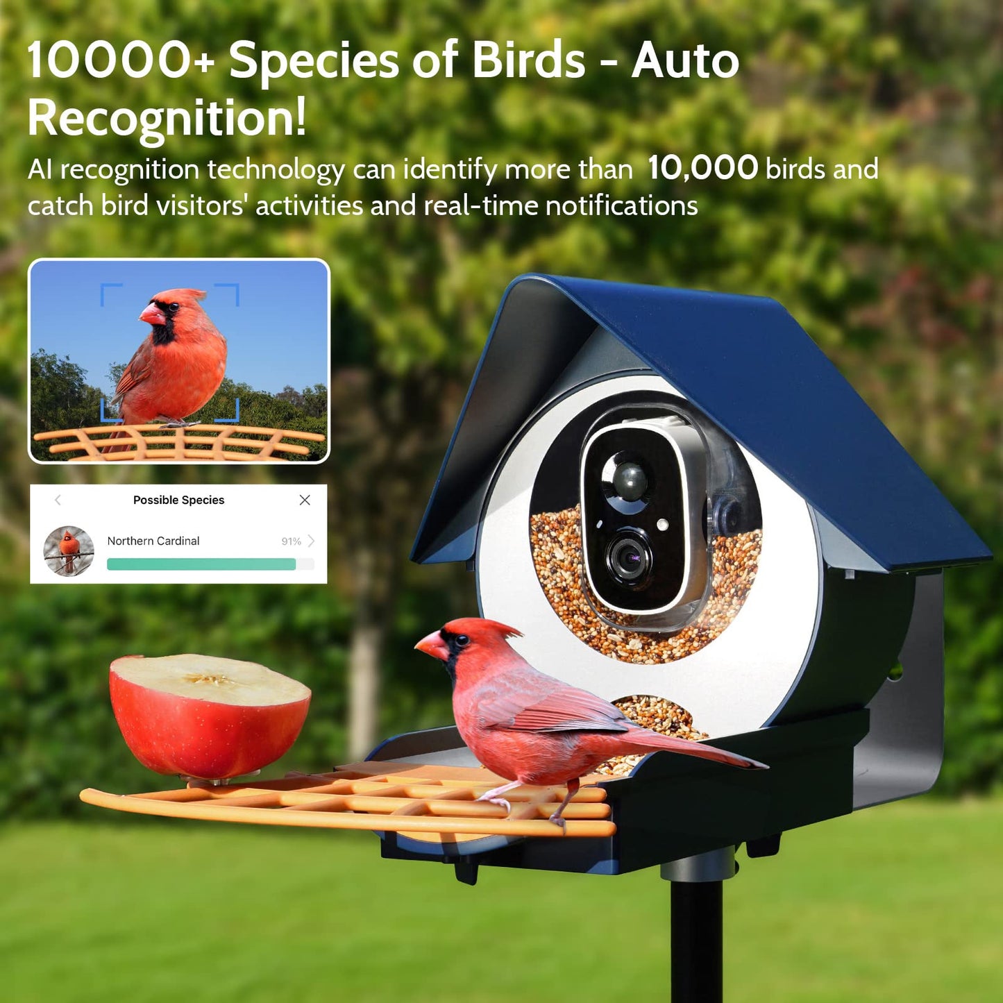 Birdkiss Smart Bird Feeder with Camera, AI Identify Bird Feeder Camera with Solar Pannel, Auto Capture Bird Full HD Videos & Instant Notification, - WoodArtSupply