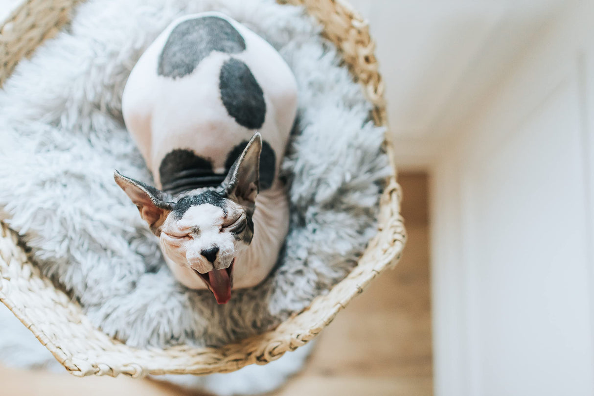 Wooden Cat Tree Tower, Modern Single Branch Cat Condo, Wood Cat Tree, Cat Climbing, Furniture for Cat, Cat Lover Gift, Cat Furniture,Cat Gift by MAU LIFESTYLE (Bullet Gray) Mau Lifestyle