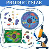 VercanMonth 2 Set Magnetic Animal and Plant Cell Anatomy Model Clearly Labeled Animal Cell Model Educational Science Kits for Biology Anatomy and Science Projects Classroom Learning Teaching Aid VercanMonth