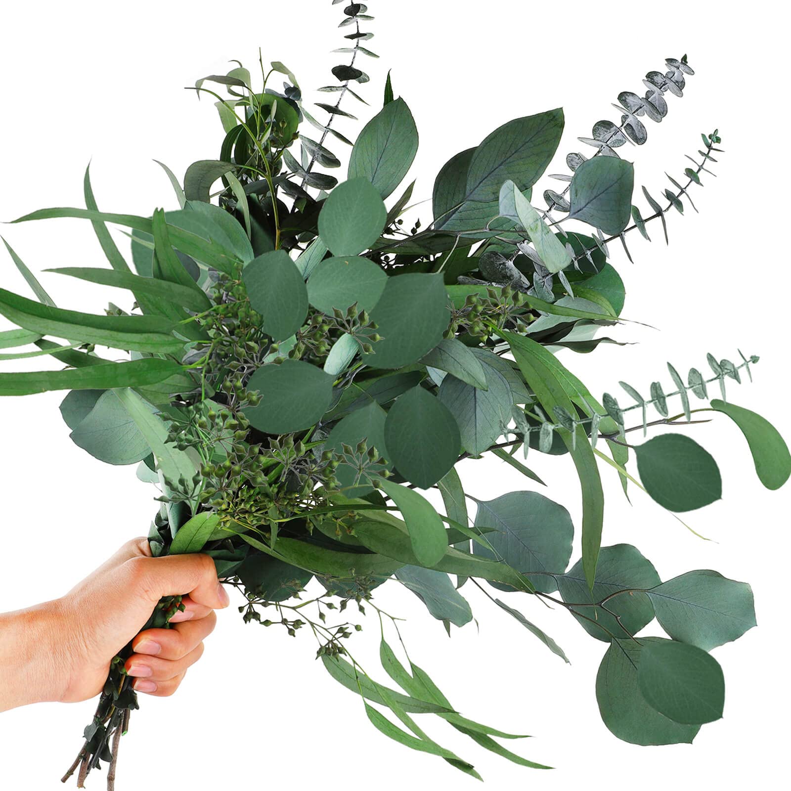 12 Pcs Mixed Real Dried Eucalyptus Leaves Stems - Preserved Eucalyptus Branches, Silver Dollar Eucalyptus, Seeded Eucalyptus Bouquets for Vase Floral Arrangements Wedding Greenery Decor - WoodArtSupply