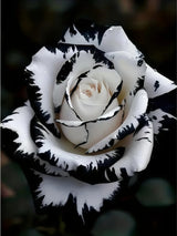 BYGFHLYW Diamond Painting Kits for Adults, White Rose Flower Diamond Art Kits for Adults Beginner, 5D DIY Full Drill Diamond Dot Gem Art Home Wall Decor 12x16inch BYGFHLYW