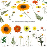 50 Pcs Dried Flowers for Resin,Real Pressed Flowers Leaves Mixed Multiple Natural Kit for Christmas DIY Gift,Art Crafts,Candle, Soap Making, Nails Decor Flyekist