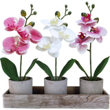 Winlyn Set of 3 Small Artificial Orchid Potted Plants Arrangement with Rustic Wood Planter Box Real Touch Faux Phalaenopsis Moth Orchid Flowers in Pots for Home Office Desk Shelf Table Centerpiece Winlyn