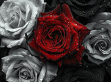 DIY Diamond Painting Red and Black Roses Full Square Drill Kits Embroidery Cross Stitch Mosaic Art for Adults Home Wall Decoration Beautiful Picture for Festival Gift 16x12IN WoodArtSupply