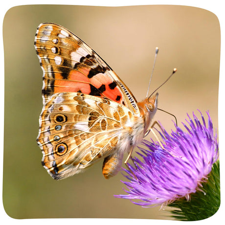 Insect Lore Raise and Release Butterfly Garden Kit – Caterpillar Habitat with redeemable Voucher – STEM-accredited Live Butterfly Growing Kit for Kids, Classrooms, and Homeschool Learning Insect Lore