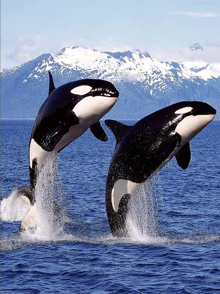 DVWIVGY Diamond Painting Killer Whale Orca Blue Ocean Animals Diamond Art Painting by Number Kits Gem Art Wall Home Decor 12 x 16 inch DVWIVGY