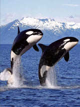 DVWIVGY Diamond Painting Killer Whale Orca Blue Ocean Animals Diamond Art Painting by Number Kits Gem Art Wall Home Decor 12 x 16 inch DVWIVGY