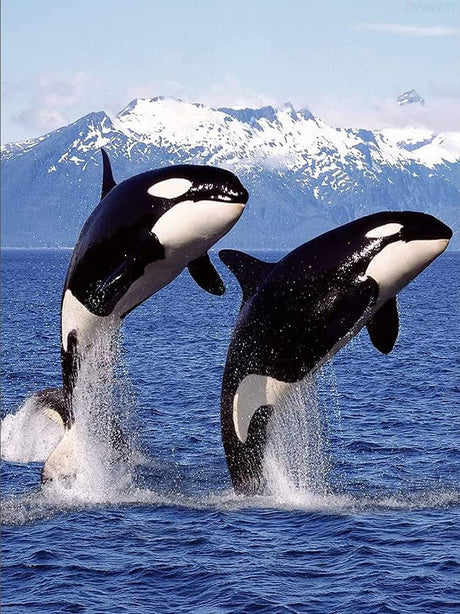 DVWIVGY Diamond Painting Killer Whale Orca Blue Ocean Animals Diamond Art Painting by Number Kits Gem Art Wall Home Decor 12 x 16 inch DVWIVGY