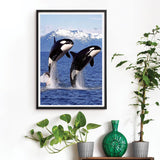 DVWIVGY Diamond Painting Killer Whale Orca Blue Ocean Animals Diamond Art Painting by Number Kits Gem Art Wall Home Decor 12 x 16 inch DVWIVGY