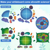 VercanMonth 2 Set Magnetic Animal and Plant Cell Anatomy Model Clearly Labeled Animal Cell Model Educational Science Kits for Biology Anatomy and Science Projects Classroom Learning Teaching Aid VercanMonth