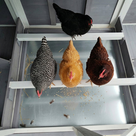 150" Extra Large Wooden Chicken Coop HouseOfZazla