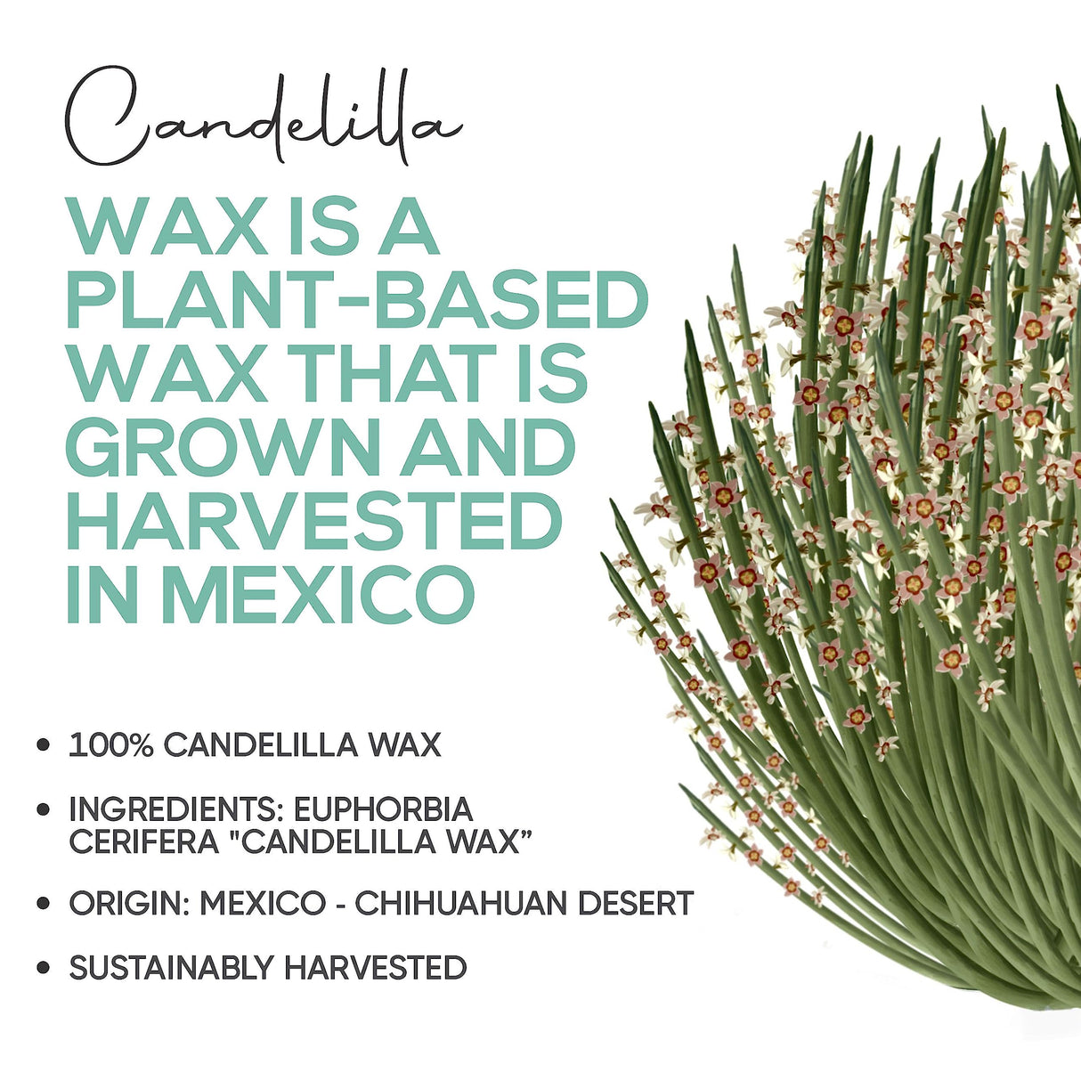 Candelilla Wax Pellets 4 oz. 100% Pure Natual Food Grade Vegan Wax For DYI Lip Balm, Soap and Candle Making, Creams and Lotions. Great For Skin, Face, and Hair applications. Beeswax Alternative Plant Guru