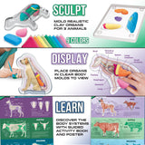 ArtSkills Epic Lab Vet Kit for Kids, Animal Anatomy Science Kit for Kids 8+ with Modeling Clay ArtSkills