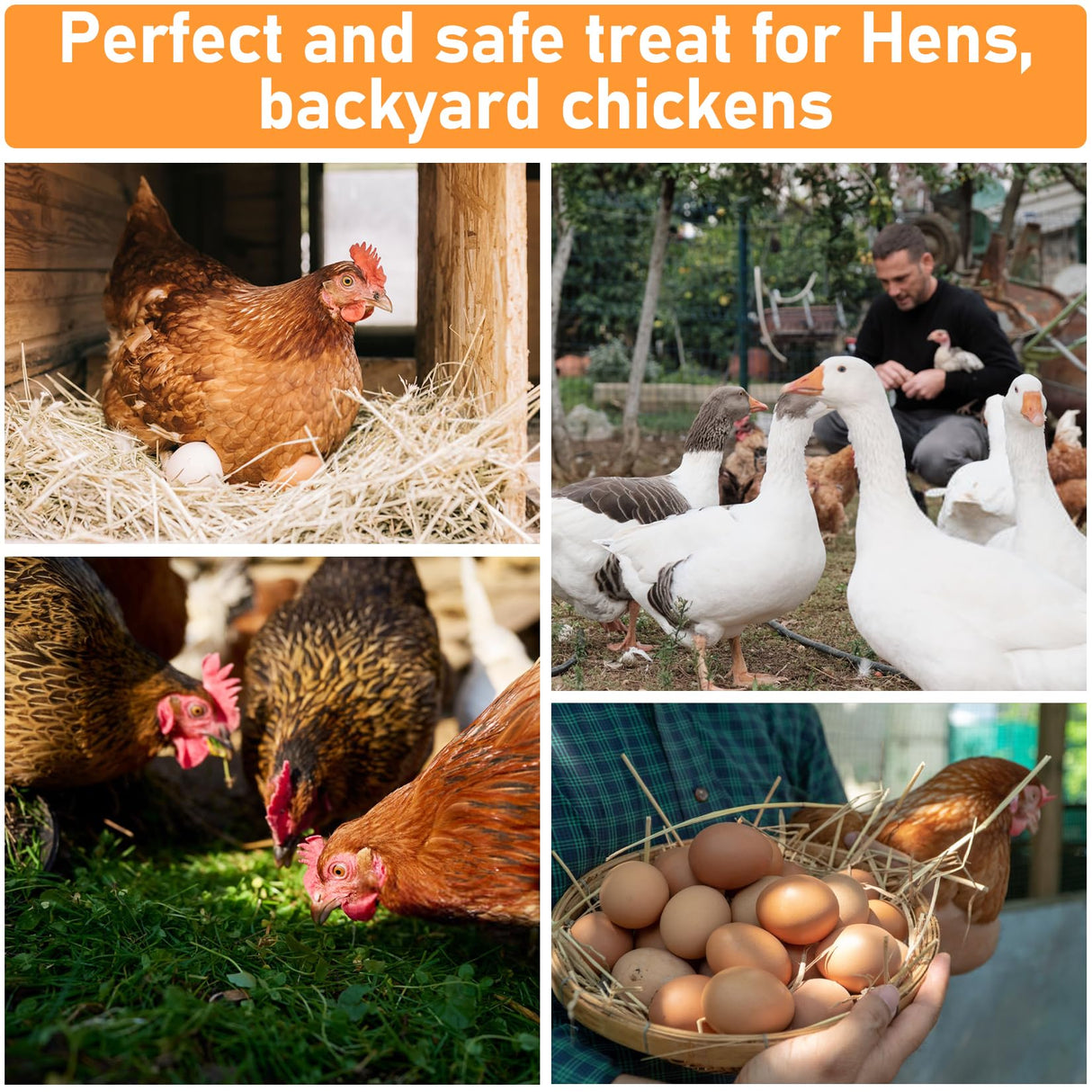 MAQIHAN 10oz Chicken Nesting Herbs - Dried Herb Layer Feed Coop and Run Insulation Roosting Bars for Box Pads Supplies Laying Hens Chicks Vacuum Packed Bedding Winter MAQIHAN