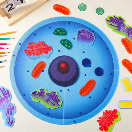VercanMonth 2 Set Giant Felt Animal and Plant Cell Anatomy Model Kits Early Biology Cell Model Life Science Toys Animal Plant Bacteria Science Kit for Boys Girls Classroom Educational Learning VercanMonth