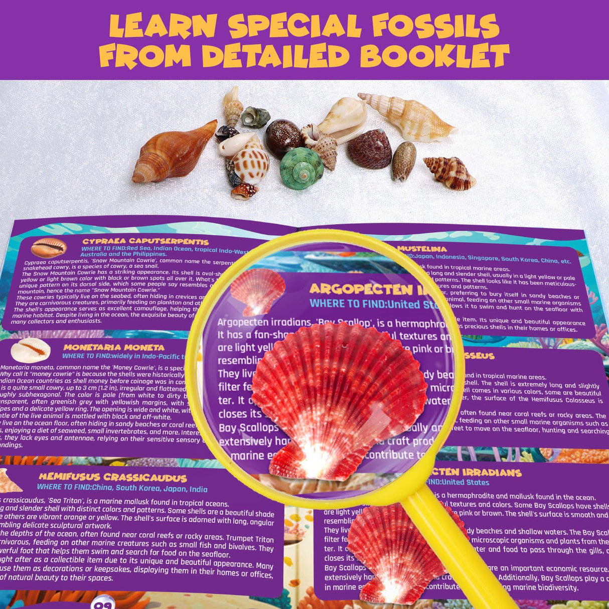 PIBEX Ocean Fossil Dig Kit, Dig up 20+ Real Shells & Seasnails, STEM Educational Activity Set Sea Creatures Excavation Toy for Kids, Marine Biology Geology Science Kit, Gift for Boys and Girls Age 6+ PIBEX