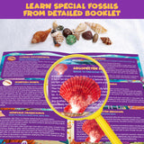 PIBEX Ocean Fossil Dig Kit, Dig up 20+ Real Shells & Seasnails, STEM Educational Activity Set Sea Creatures Excavation Toy for Kids, Marine Biology Geology Science Kit, Gift for Boys and Girls Age 6+ PIBEX