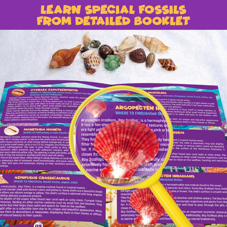 PIBEX Ocean Fossil Dig Kit, Dig up 20+ Real Shells & Seasnails, STEM Educational Activity Set Sea Creatures Excavation Toy for Kids, Marine Biology Geology Science Kit, Gift for Boys and Girls Age 6+ PIBEX