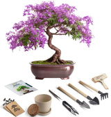 Bonsai Starter Kit – Growing Jacaranda Bonzai Tree from Seeds | Complete Indoor Tree Kit for Growing Plants with Tools & Planter – Gardening Gifts for Mother, Women & Men AVERGO
